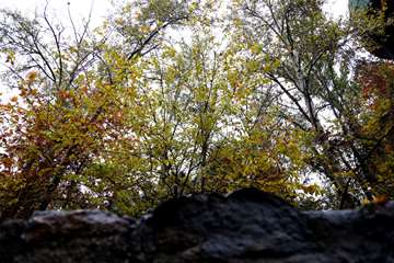 پاییز در دانشگاه علوم بهزیستی و توانبخشی